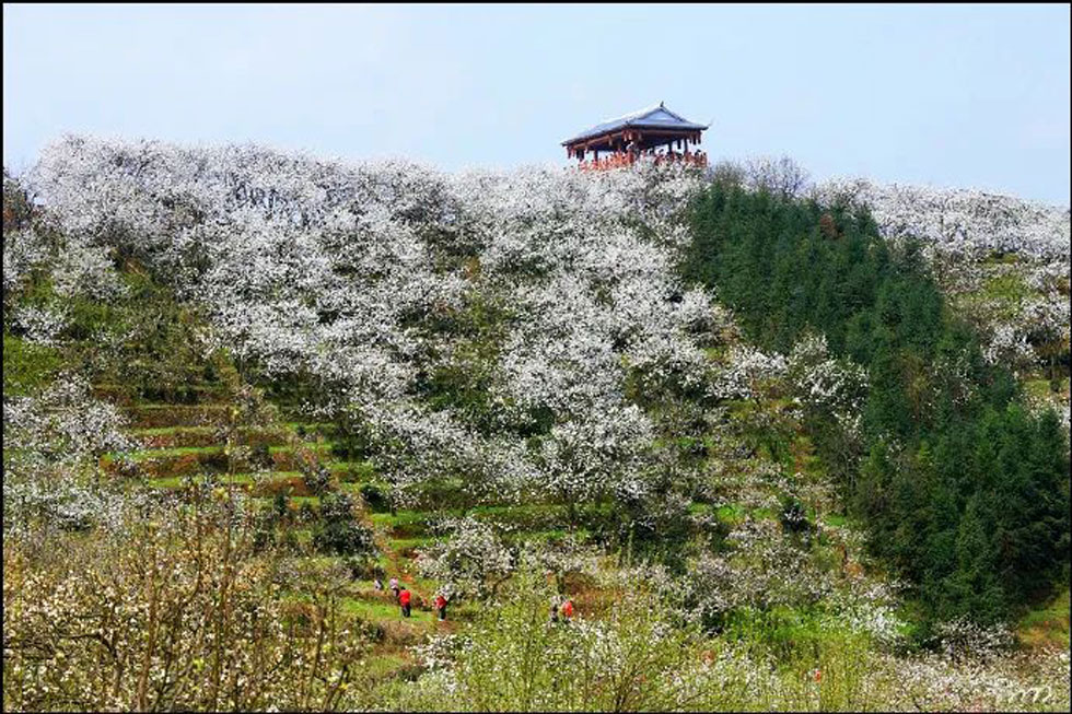 【春天，广西桂林灌阳县向您发出邀请！】我们在灌阳看梨花 - 游山玩水 - 晋中生活社区 - 晋中28生活网 jz.28life.net