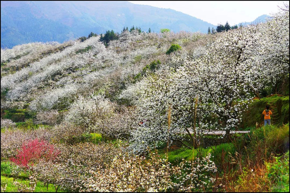 【春天，广西桂林灌阳县向您发出邀请！】我们在灌阳看梨花 - 游山玩水 - 晋中生活社区 - 晋中28生活网 jz.28life.net