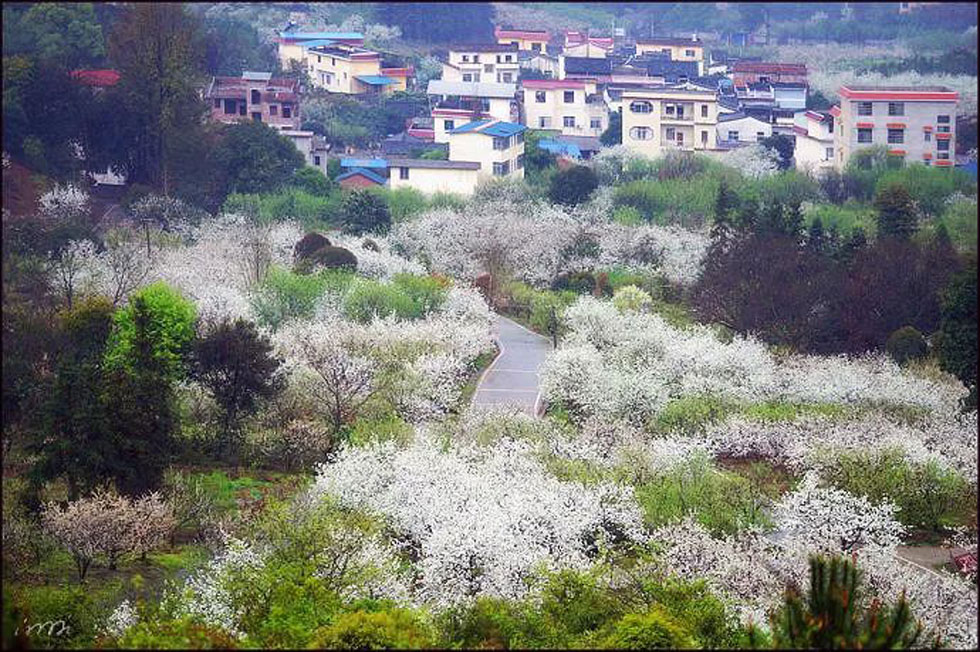 【春天，广西桂林灌阳县向您发出邀请！】我们在灌阳看梨花 - 游山玩水 - 晋中生活社区 - 晋中28生活网 jz.28life.net