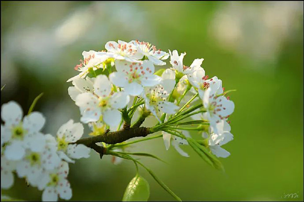 【春天，广西桂林灌阳县向您发出邀请！】我们在灌阳看梨花 - 游山玩水 - 晋中生活社区 - 晋中28生活网 jz.28life.net