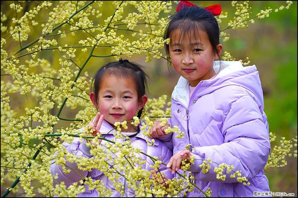 【春天，广西桂林灌阳县向您发出邀请！】米珠山前有片山苍子花在飘香 - 游山玩水 - 晋中生活社区 - 晋中28生活网 jz.28life.net