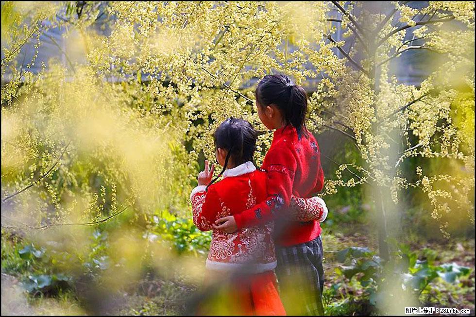 【春天，广西桂林灌阳县向您发出邀请！】米珠山前有片山苍子花在飘香 - 游山玩水 - 晋中生活社区 - 晋中28生活网 jz.28life.net