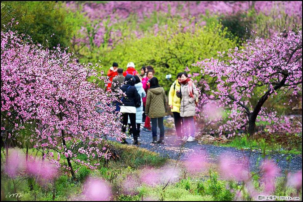 【春天，广西桂林灌阳县向您发出邀请！】官庄村有个醉美的桃花园 - 游山玩水 - 晋中生活社区 - 晋中28生活网 jz.28life.net