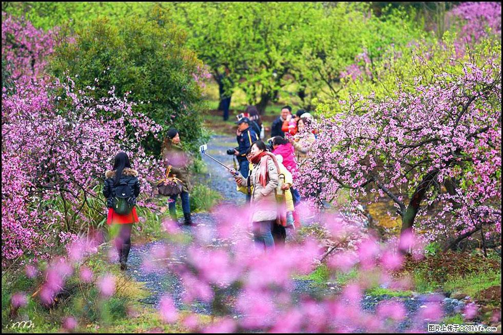 【春天，广西桂林灌阳县向您发出邀请！】官庄村有个醉美的桃花园 - 游山玩水 - 晋中生活社区 - 晋中28生活网 jz.28life.net