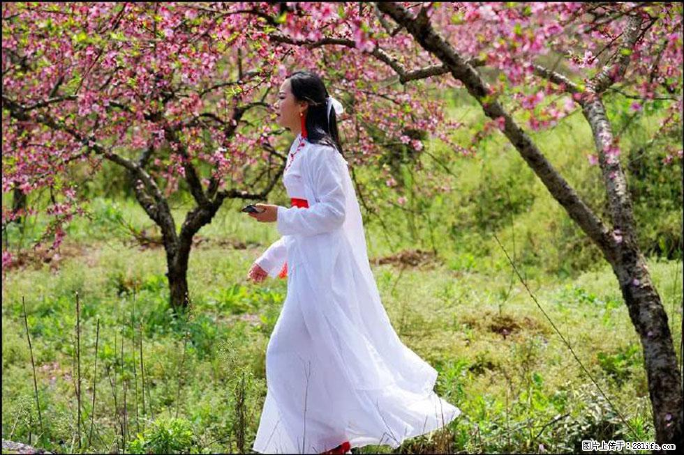 【春天，广西桂林灌阳县向您发出邀请！】官庄村有个醉美的桃花园 - 游山玩水 - 晋中生活社区 - 晋中28生活网 jz.28life.net