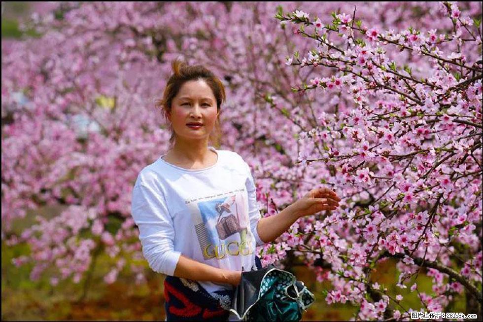 【春天，广西桂林灌阳县向您发出邀请！】官庄村有个醉美的桃花园 - 游山玩水 - 晋中生活社区 - 晋中28生活网 jz.28life.net