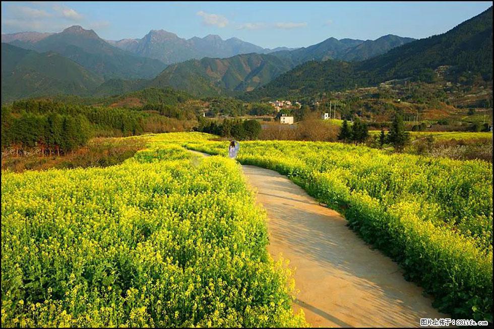 【春天,广西桂林灌阳县向您发出邀请!】长坪村油菜盛情花开 - 游山玩水 - 晋中生活社区 - 晋中28生活网 jz.28life.net