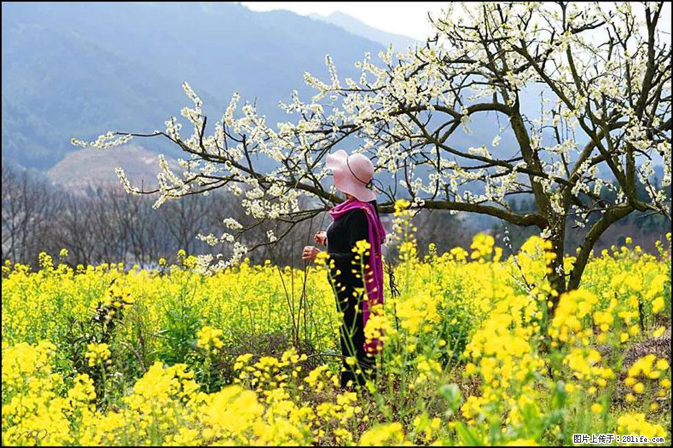 【春天,广西桂林灌阳县向您发出邀请!】长坪村油菜盛情花开 - 游山玩水 - 晋中生活社区 - 晋中28生活网 jz.28life.net