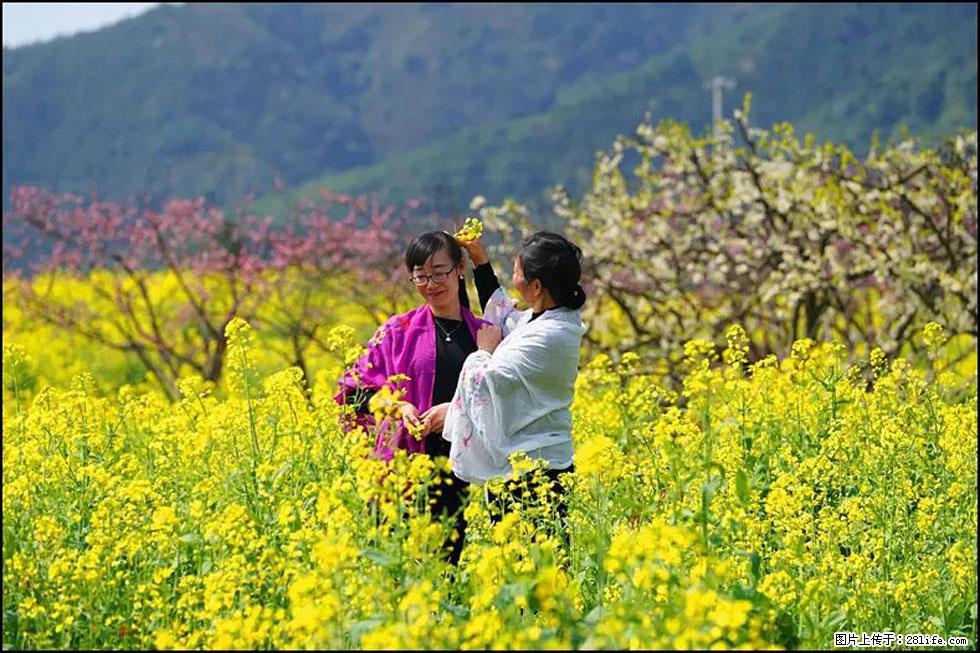 【春天,广西桂林灌阳县向您发出邀请!】长坪村油菜盛情花开 - 游山玩水 - 晋中生活社区 - 晋中28生活网 jz.28life.net