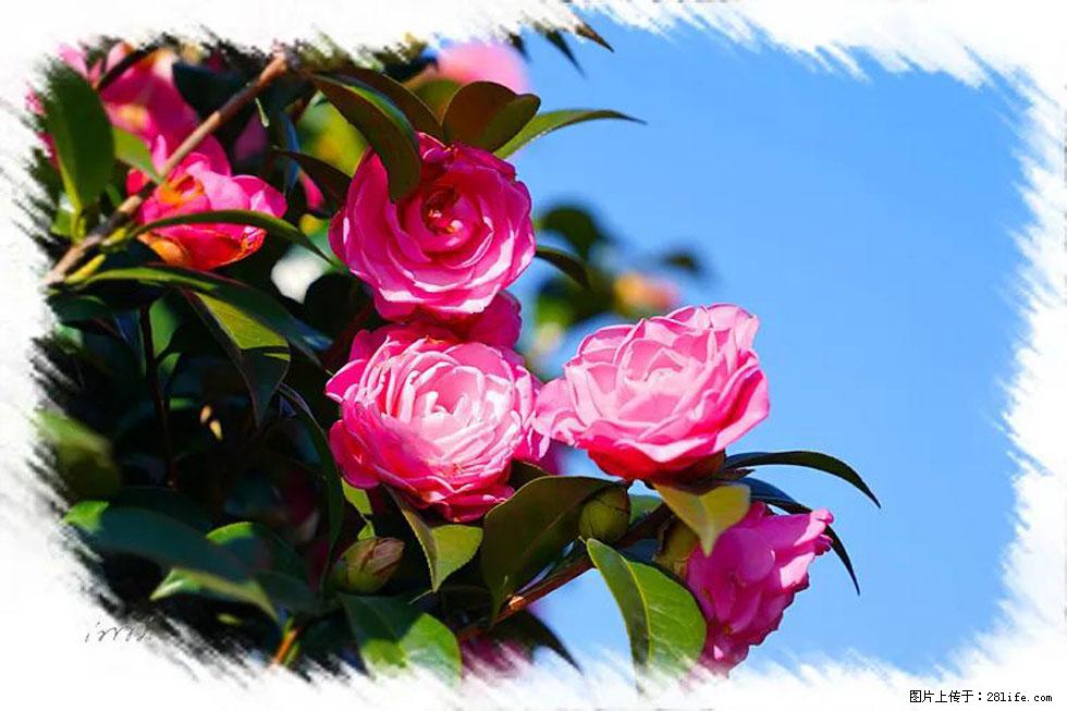 【春天，广西桂林灌阳县向您发出邀请！】杨柳井茶花惹人爱 - 游山玩水 - 晋中生活社区 - 晋中28生活网 jz.28life.net