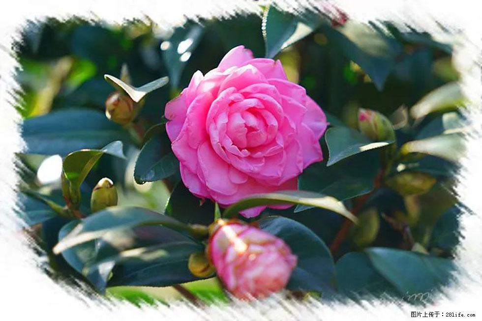 【春天，广西桂林灌阳县向您发出邀请！】杨柳井茶花惹人爱 - 游山玩水 - 晋中生活社区 - 晋中28生活网 jz.28life.net