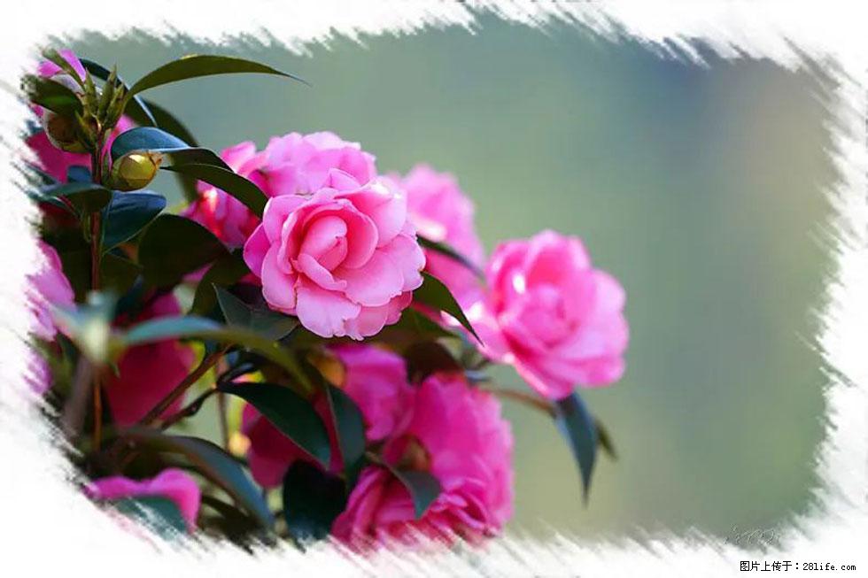 【春天，广西桂林灌阳县向您发出邀请！】杨柳井茶花惹人爱 - 游山玩水 - 晋中生活社区 - 晋中28生活网 jz.28life.net