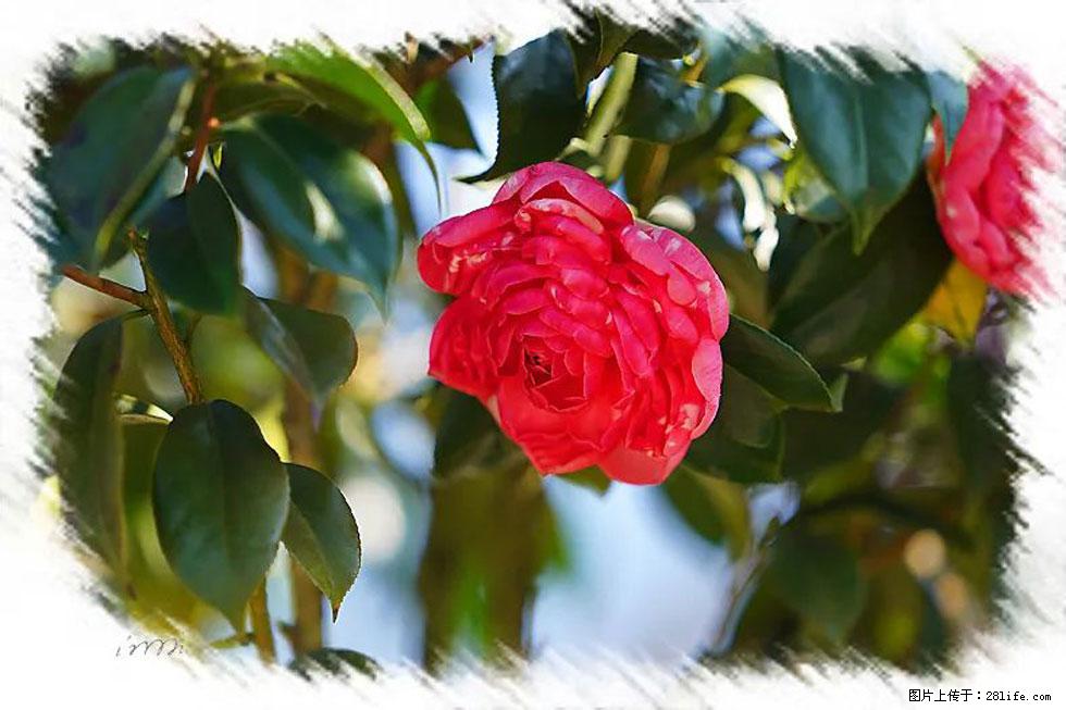 【春天，广西桂林灌阳县向您发出邀请！】杨柳井茶花惹人爱 - 游山玩水 - 晋中生活社区 - 晋中28生活网 jz.28life.net