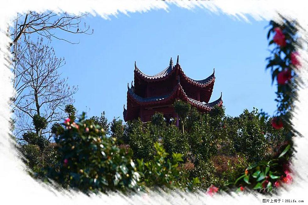【春天，广西桂林灌阳县向您发出邀请！】杨柳井茶花惹人爱 - 游山玩水 - 晋中生活社区 - 晋中28生活网 jz.28life.net