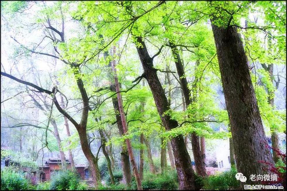 【春天，广西桂林灌阳县向您发出邀请！】在小龙村与春天约会 - 游山玩水 - 晋中生活社区 - 晋中28生活网 jz.28life.net
