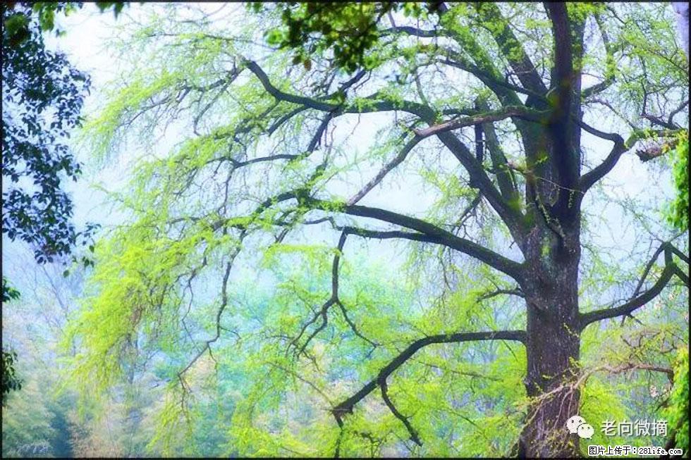 【春天，广西桂林灌阳县向您发出邀请！】在小龙村与春天约会 - 游山玩水 - 晋中生活社区 - 晋中28生活网 jz.28life.net
