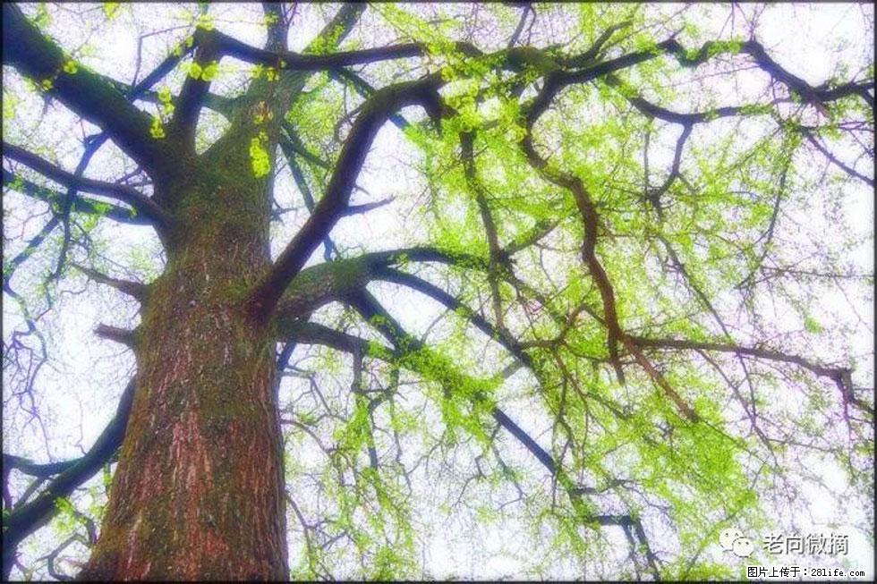 【春天，广西桂林灌阳县向您发出邀请！】在小龙村与春天约会 - 游山玩水 - 晋中生活社区 - 晋中28生活网 jz.28life.net