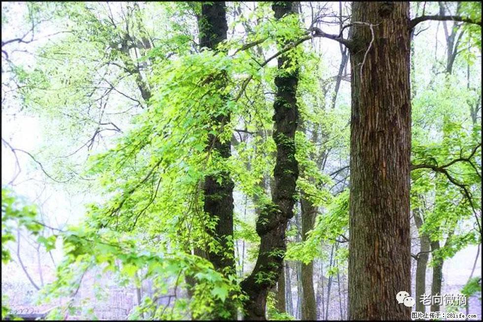 【春天，广西桂林灌阳县向您发出邀请！】在小龙村与春天约会 - 游山玩水 - 晋中生活社区 - 晋中28生活网 jz.28life.net