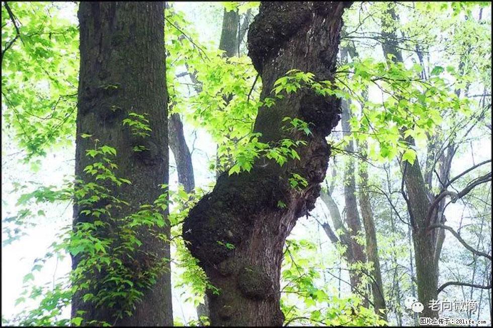 【春天，广西桂林灌阳县向您发出邀请！】在小龙村与春天约会 - 游山玩水 - 晋中生活社区 - 晋中28生活网 jz.28life.net