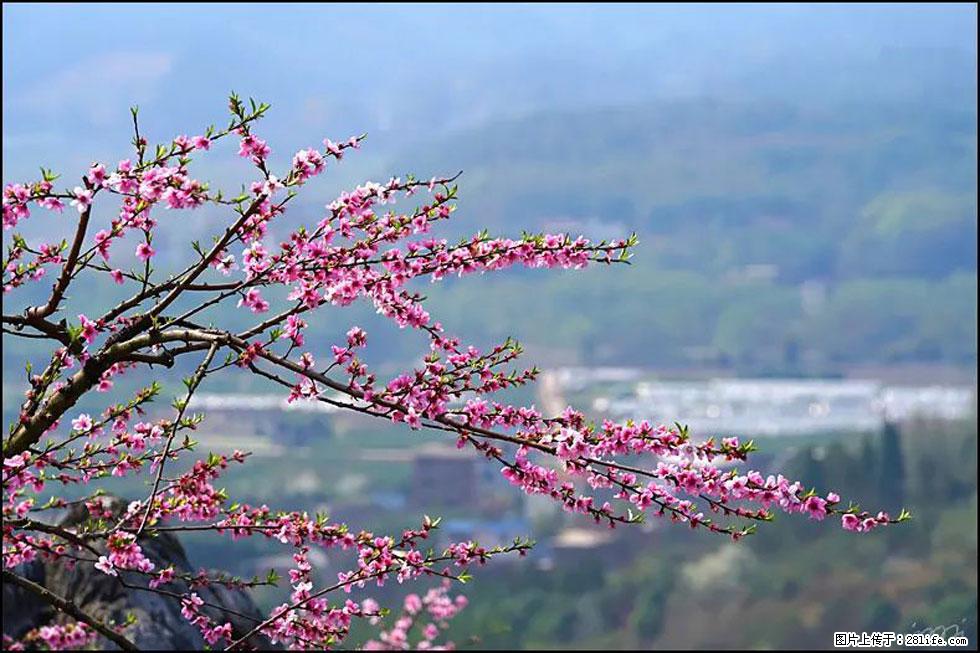 【春天，广西桂林灌阳县向您发出邀请！】望月岭上桃花开 - 游山玩水 - 晋中生活社区 - 晋中28生活网 jz.28life.net