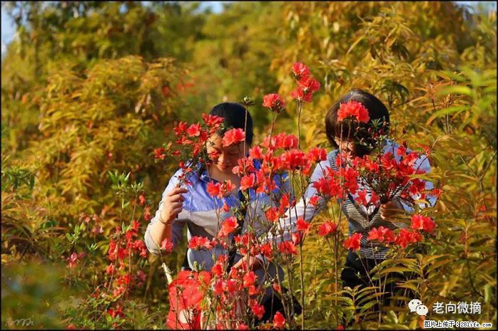 【春天，广西桂林灌阳县向您发出邀请！】登麒麟山，相约映山红 - 游山玩水 - 晋中生活社区 - 晋中28生活网 jz.28life.net