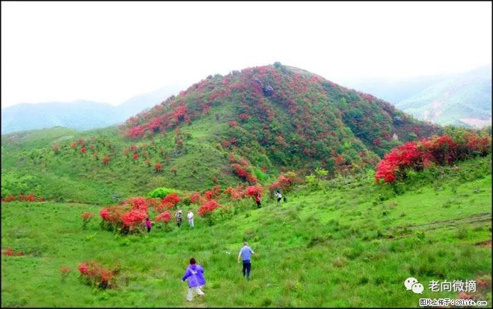【春天，广西桂林灌阳县向您发出邀请！】宝盖山上映山红 - 游山玩水 - 晋中生活社区 - 晋中28生活网 jz.28life.net