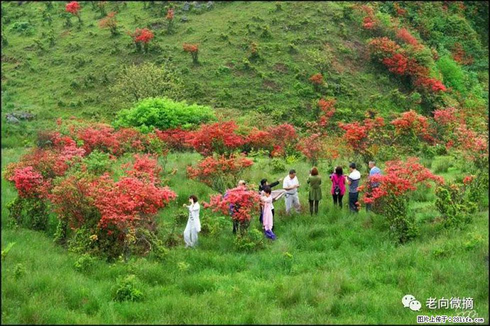 【春天，广西桂林灌阳县向您发出邀请！】宝盖山上映山红 - 游山玩水 - 晋中生活社区 - 晋中28生活网 jz.28life.net