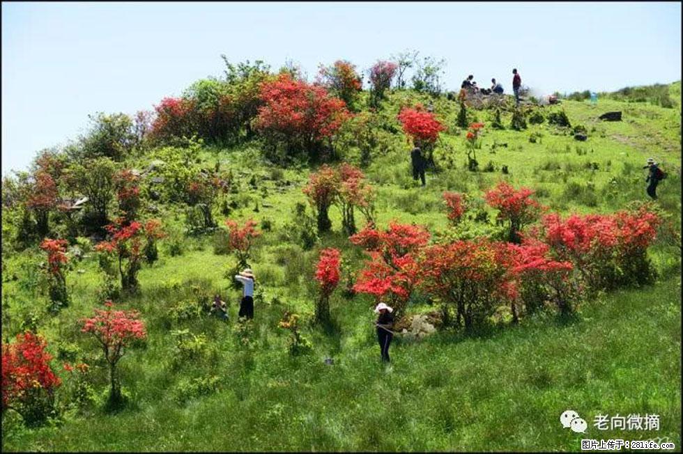 【春天，广西桂林灌阳县向您发出邀请！】宝盖山上映山红 - 游山玩水 - 晋中生活社区 - 晋中28生活网 jz.28life.net