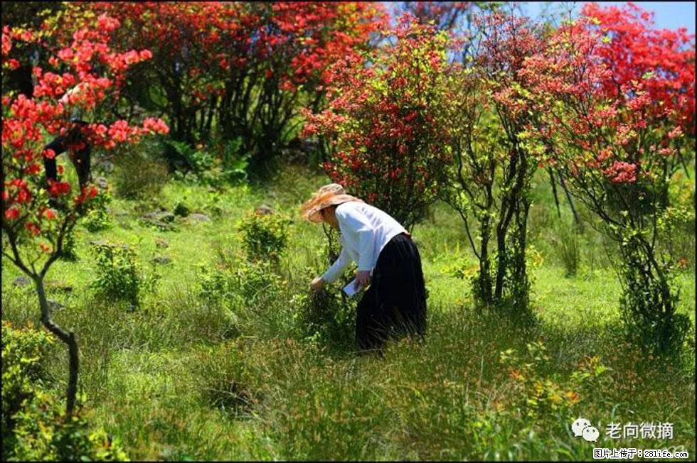【春天，广西桂林灌阳县向您发出邀请！】宝盖山上映山红 - 游山玩水 - 晋中生活社区 - 晋中28生活网 jz.28life.net