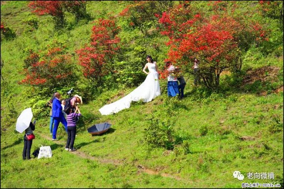 【春天，广西桂林灌阳县向您发出邀请！】宝盖山上映山红 - 游山玩水 - 晋中生活社区 - 晋中28生活网 jz.28life.net