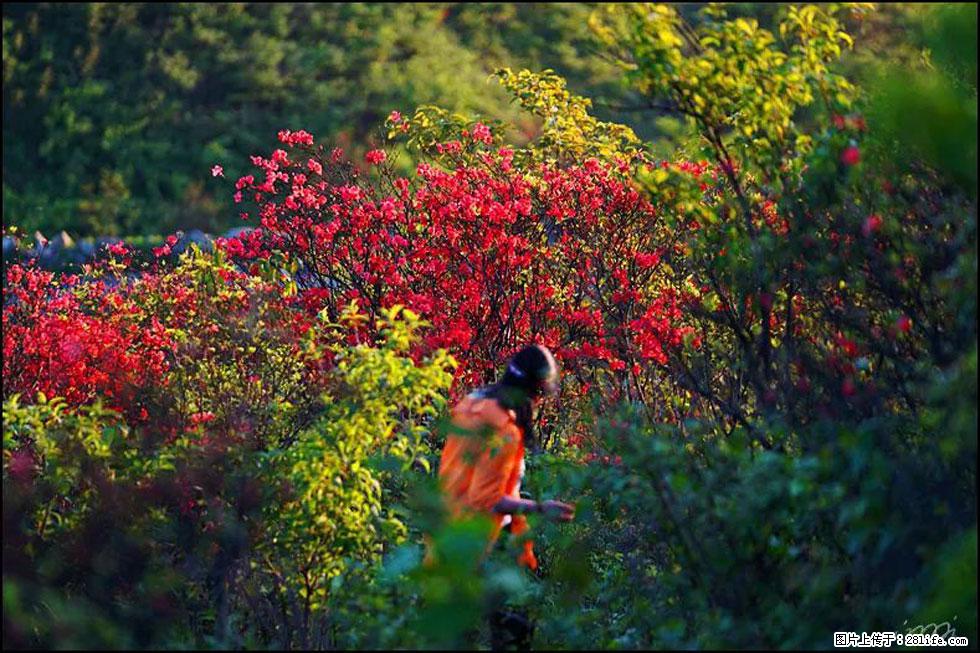 【春天，广西桂林灌阳县向您发出邀请！】春木界上映山红 - 游山玩水 - 晋中生活社区 - 晋中28生活网 jz.28life.net
