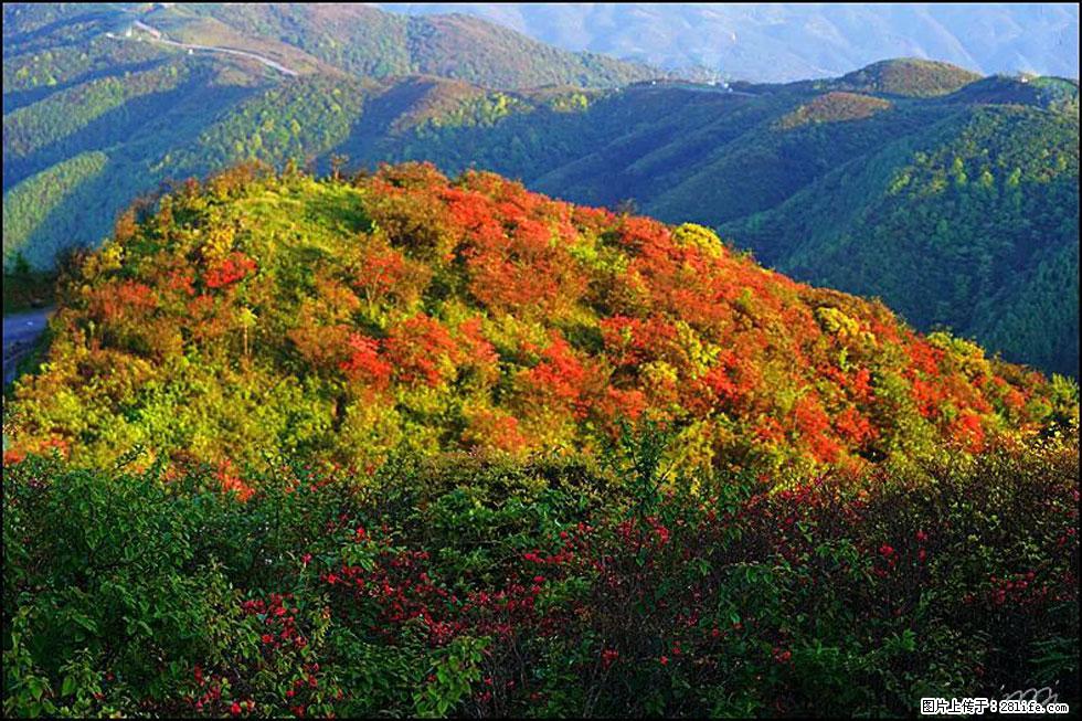 【春天，广西桂林灌阳县向您发出邀请！】春木界上映山红 - 游山玩水 - 晋中生活社区 - 晋中28生活网 jz.28life.net