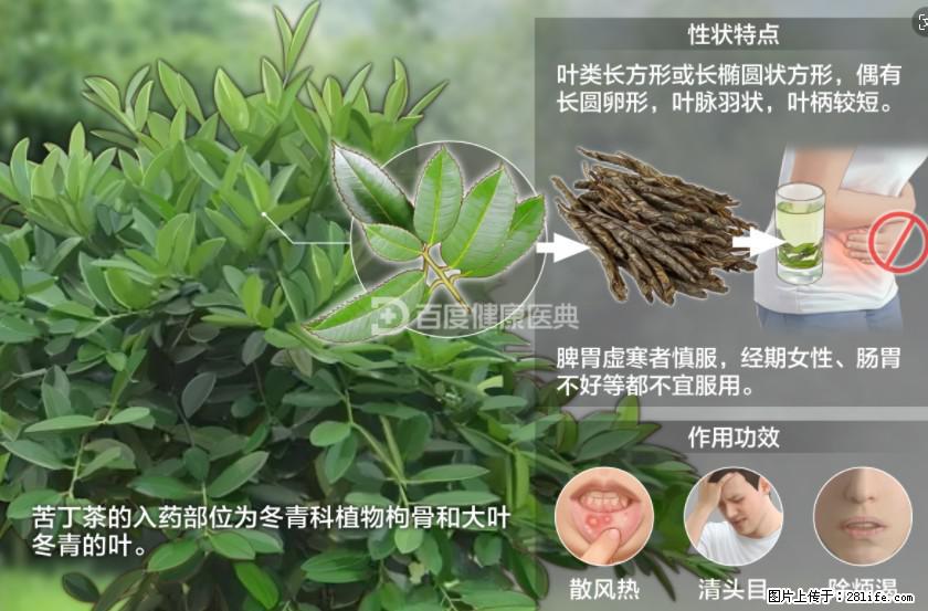 苦丁茶有哪些功效和作用 - 生活百科 - 晋中生活社区 - 晋中28生活网 jz.28life.net