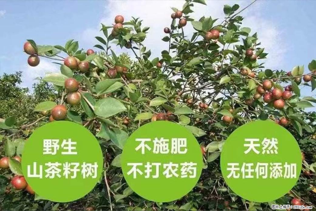 【灌阳县油茶产业示范区】一个有着充实的精神生活的人，对待身外之物自会有一种淡泊的态度 - 土特产 - 饮食特产 - 晋中分类信息 - 晋中28生活网 jz.28life.net