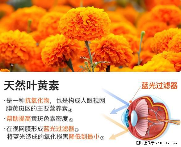 叶黄素有什么功效和作用 - 生活百科 - 晋中生活社区 - 晋中28生活网 jz.28life.net