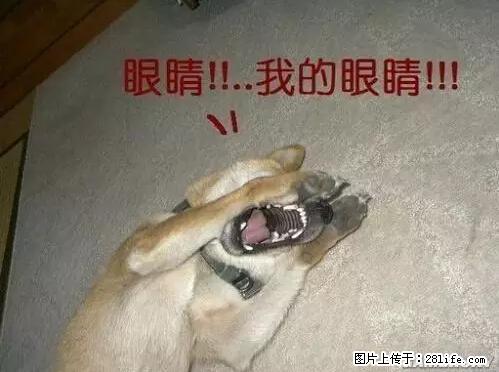 笑癫了！一女的怀孕三年未生，他终于忍不住了... - 娱乐八卦 - 晋中生活社区 - 晋中28生活网 jz.28life.net