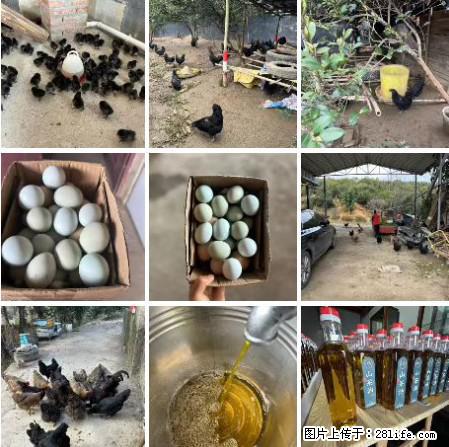 油茶园从小鸡仔开始养起的纯土鸡、土鸡蛋可以预定啦！还有前几天刚榨的纯山茶油哦 - 土特产 - 饮食特产 - 晋中分类信息 - 晋中28生活网 jz.28life.net