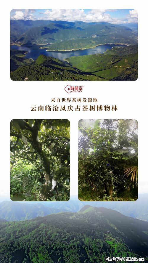 时间果百年古树2025年春红茶 - 购物交流 - 晋中生活社区 - 晋中28生活网 jz.28life.net