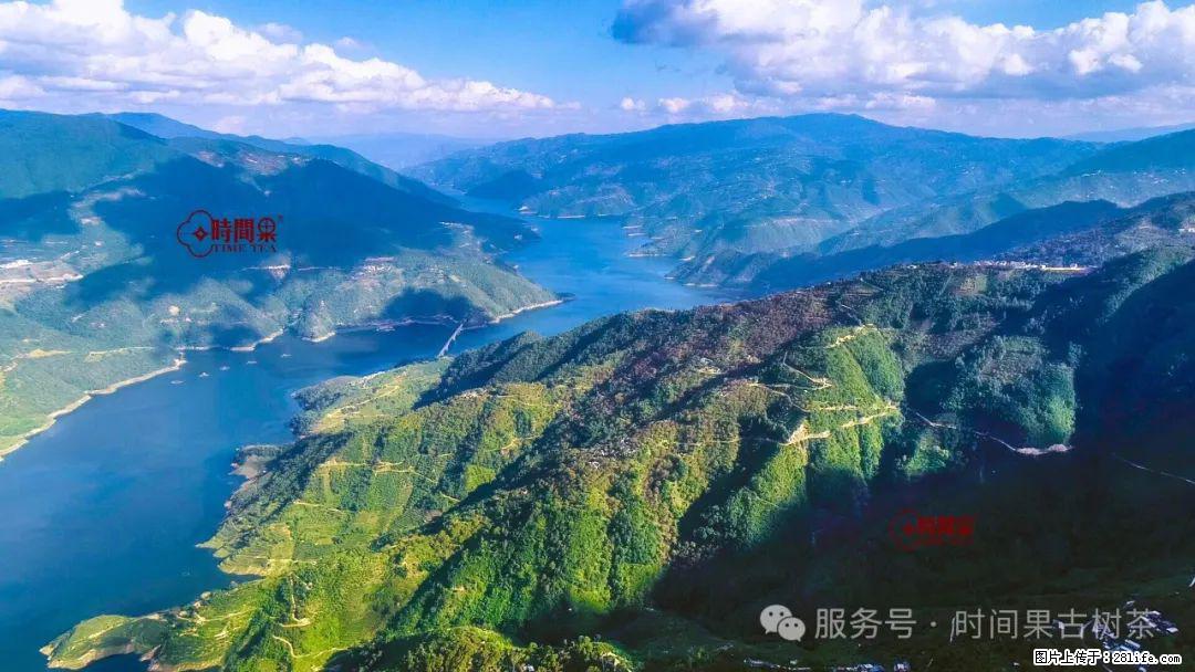 时间果百年古树龙珠普洱生茶 - 购物交流 - 晋中生活社区 - 晋中28生活网 jz.28life.net