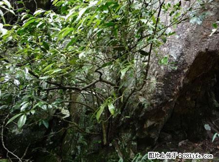 平乐石崖茶，珍贵仅次于金花茶 - 晋中生活资讯 - 晋中28生活网 jz.28life.net